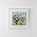 Almond Tree in Bloom